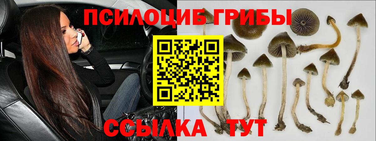 Нововоронеж  Галлюциногенные грибы прущие грибы  Вход с VPN 